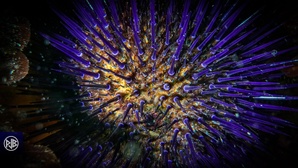Oursin violet / Zinu