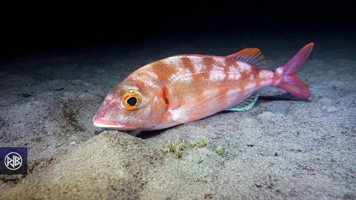 Pageot commun / Paghjellu Pageot commun / Paghjellu