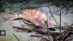 Pageot commun / Paghjellu Pageot commun / Paghjellu