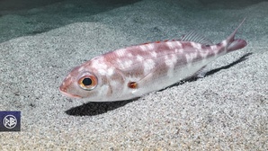 Pageot commun / Paghjellu Pageot commun / Paghjellu