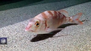 Pageot commun / Paghjellu Pageot commun / Paghjellu