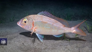 Pageot commun / Paghjellu Pageot commun / Paghjellu