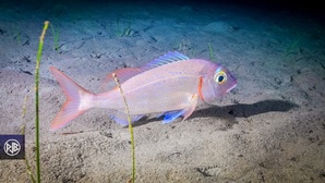 Pageot commun / Paghjellu Pageot commun / Paghjellu