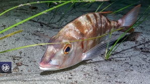 Pageot commun / Paghjellu Pageot commun / Paghjellu