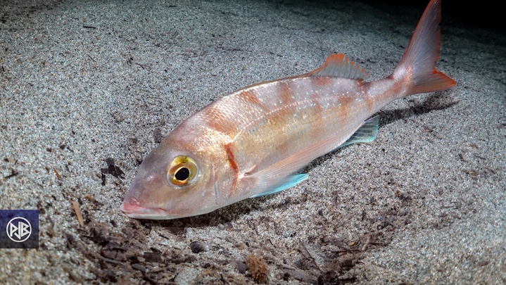 Pageot commun / Paghjellu Pageot commun / Paghjellu