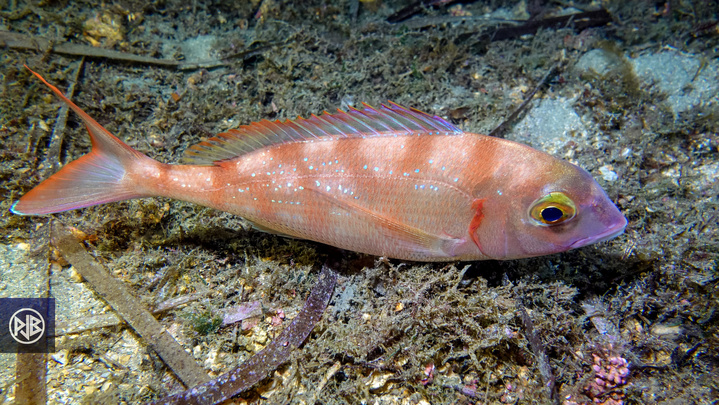 Pageot commun / Paghjellu Pageot commun / Paghjellu