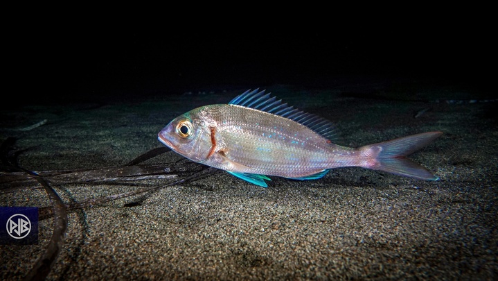 Pageot commun / Paghjellu Pageot commun / Paghjellu