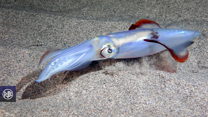 Calmar commun / Totanu Calmar commun / Totanu