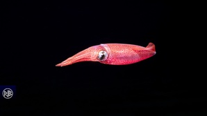 Calmar commun / Totanu Calmar commun / Totanu