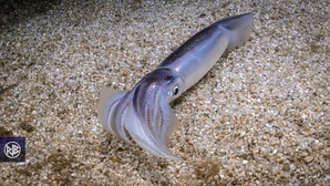 Calmar commun / Totanu Calmar commun / Totanu