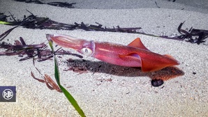 Calmar commun / Totanu Calmar commun / Totanu