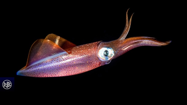 Calmar commun / Totanu Calmar commun / Totanu