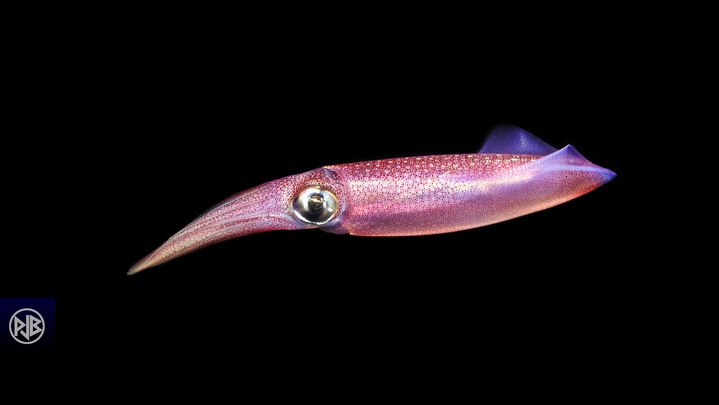 Calmar commun / Totanu Calmar commun / Totanu