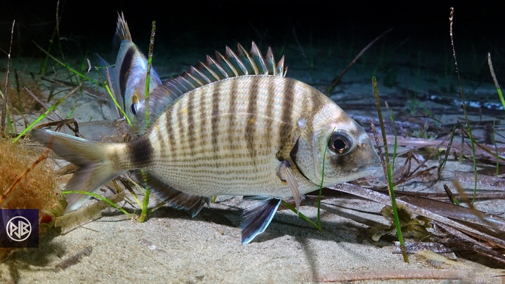 Sar commun / Saragu Sar commun / Saragu