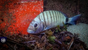 Sar commun / Saragu Sar commun / Saragu