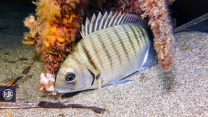 Sar commun / Saragu Sar commun / Saragu