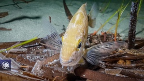 Sar commun / Saragu Sar commun / Saragu