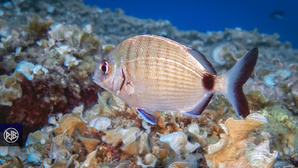 Sar commun / Saragu
