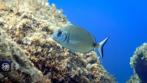 Sar commun / Saragu Sar commun / Saragu