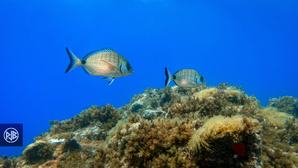 Sar commun / Saragu Sar commun / Saragu