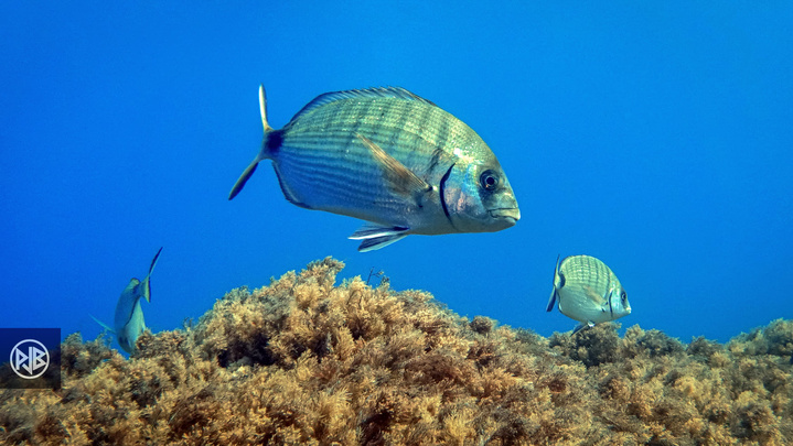 Sar commun / Saragu Sar commun / Saragu