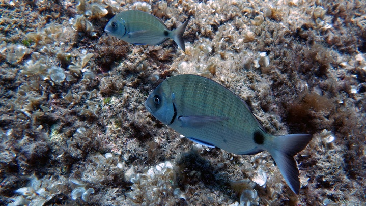 Sar commun / Saragu Sar commun / Saragu