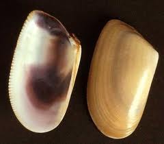 Telline / Fasgiola Telline / Fasgiola