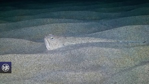 Vive araignée / Aragna cappona Vive araignée / Aragna cappona