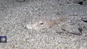 Vive araignée / Aragna cappona Vive araignée / Aragna cappona