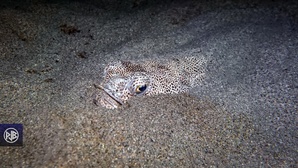 Vive araignée / Aragna cappona Vive araignée / Aragna cappona