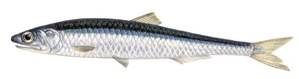 Anchois / Antiuva