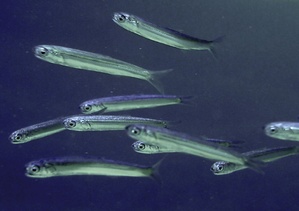 Anchois / Antiuva