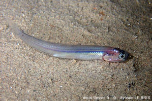 Anchois / Antiuva