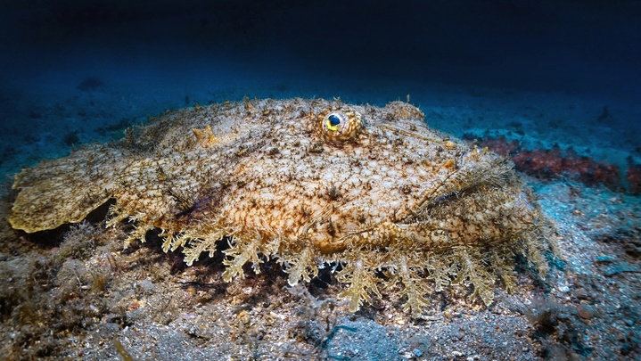 Baudroie commune / Pescatrice Baudroie commune / Pescatrice