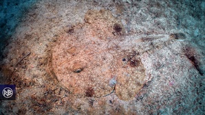 Baudroie commune / Pescatrice Baudroie commune / Pescatrice