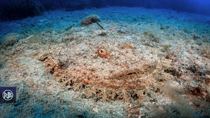 Baudroie commune / Pescatrice Baudroie commune / Pescatrice