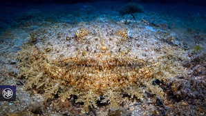 Baudroie commune / Pescatrice Baudroie commune / Pescatrice