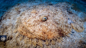 Baudroie commune / Pescatrice Baudroie commune / Pescatrice