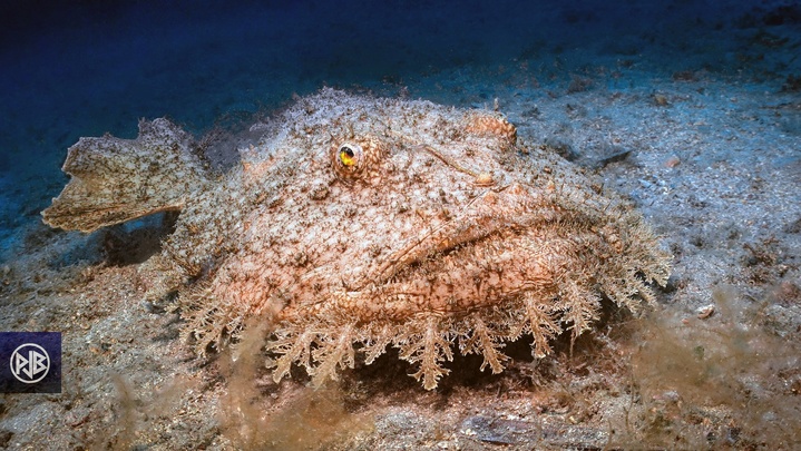 Baudroie commune / Pescatrice Baudroie commune / Pescatrice