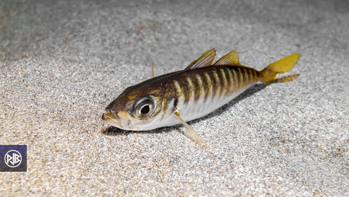 Chinchard à queue jaune Chinchard à queue jaune