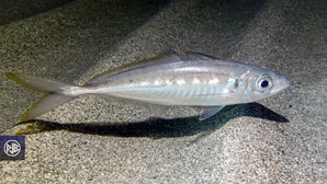 Chinchard à queue jaune Chinchard à queue jaune