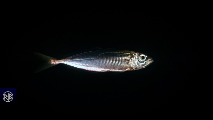 Chinchard à queue jaune Chinchard à queue jaune