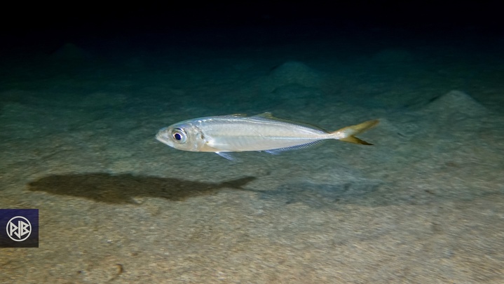 Chinchard à queue jaune Chinchard à queue jaune