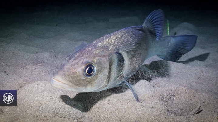 Loup - Bar Commun / Ragnola Loup - Bar Commun / Ragnola