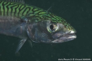 Maquereau / Scombru Maquereau / Scombru