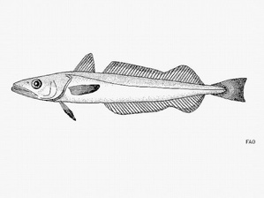 Merlu commun / Nasellu Merlu commun / Nasellu