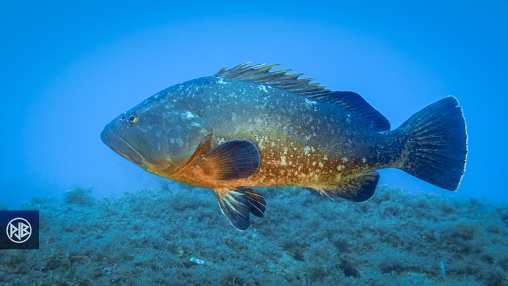 Mérou brun / Cernia Mérou brun / Cernia