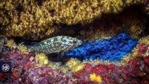 Mérou brun / Cernia Mérou brun / Cernia