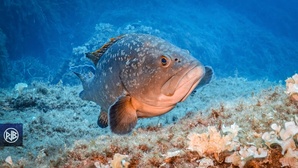 Mérou brun / Cernia Mérou brun / Cernia