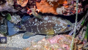 Mérou brun / Cernia Mérou brun / Cernia